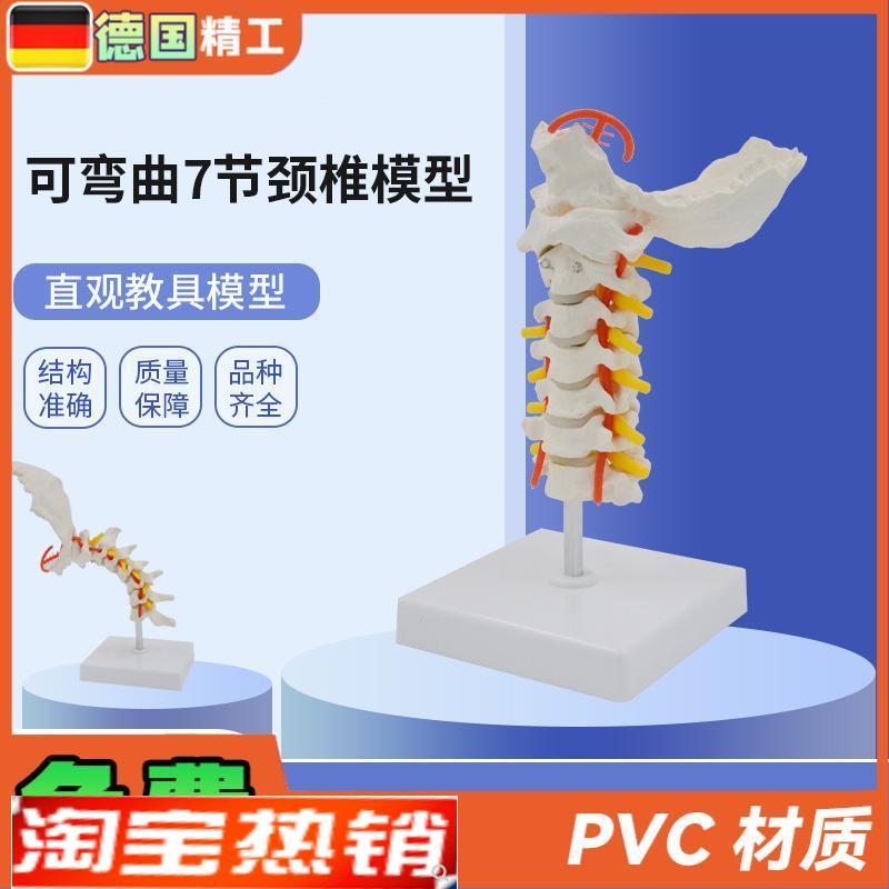 德国】可弯曲7节颈椎模型PVC材G质人体骨骼骨架模型颈椎模具