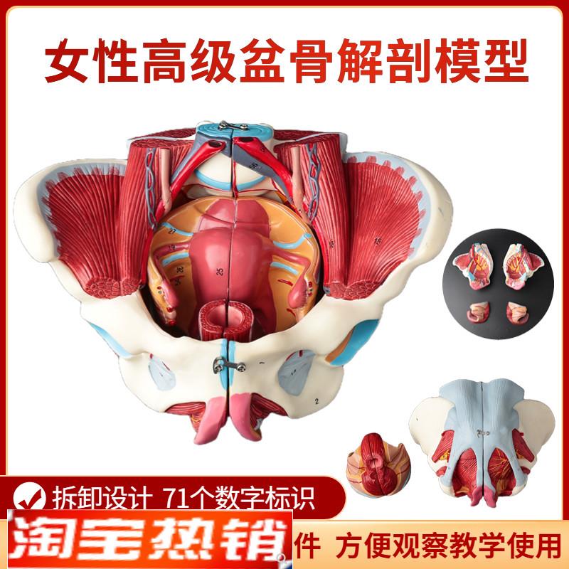 女性骨盆模型盆底肌带生殖器血管神经肌肉子宫人体解Z剖教学骨盆