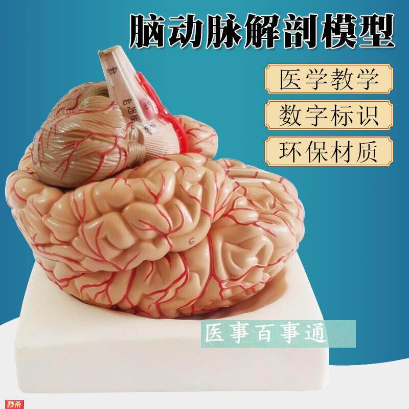 脑模型脑功能区域模型解剖模型人体大脑解剖模型教用医用包邮
