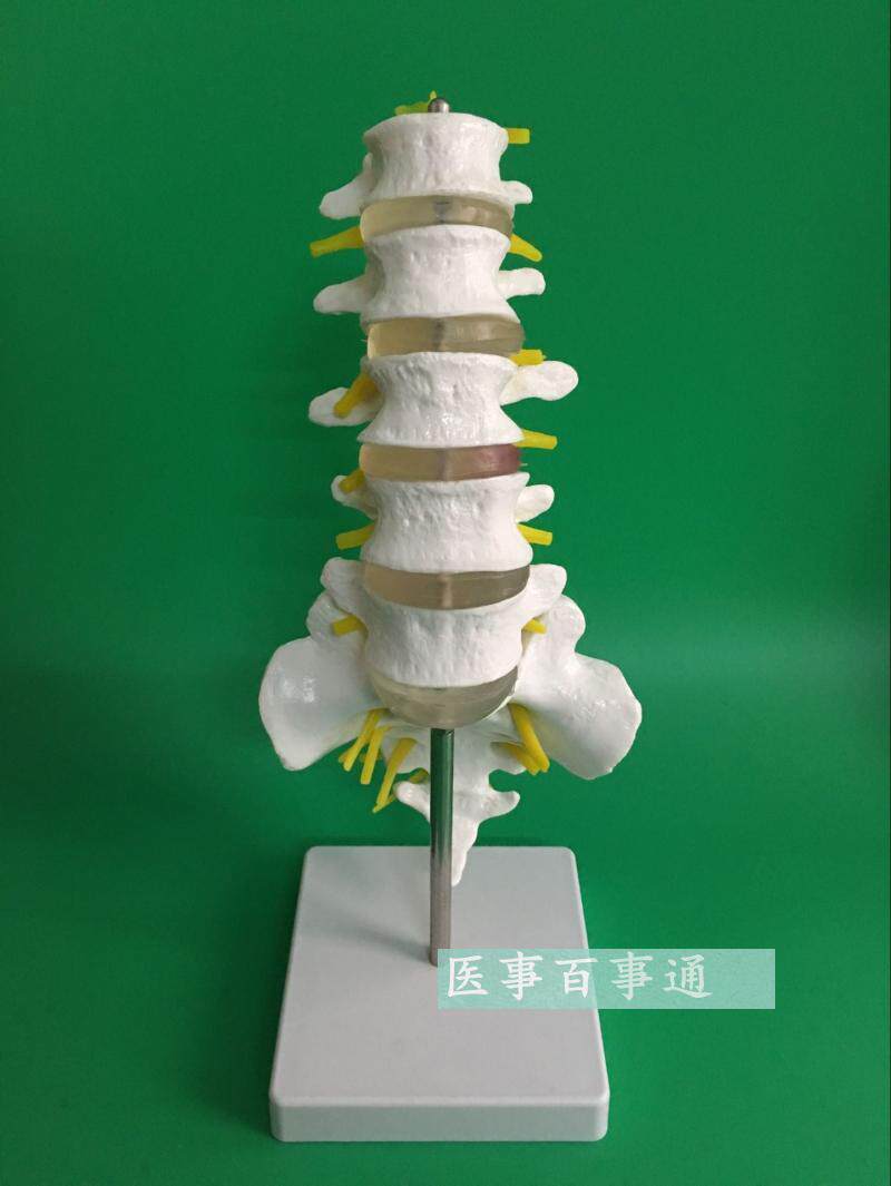 腰椎带骶骨附神经模型 腰v椎模型 脊椎模型 骨骼模型 尾椎模型