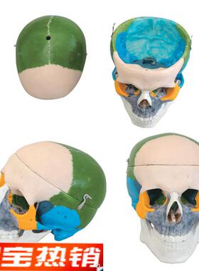 成人头颅a骨骨性着色模型A11111/1