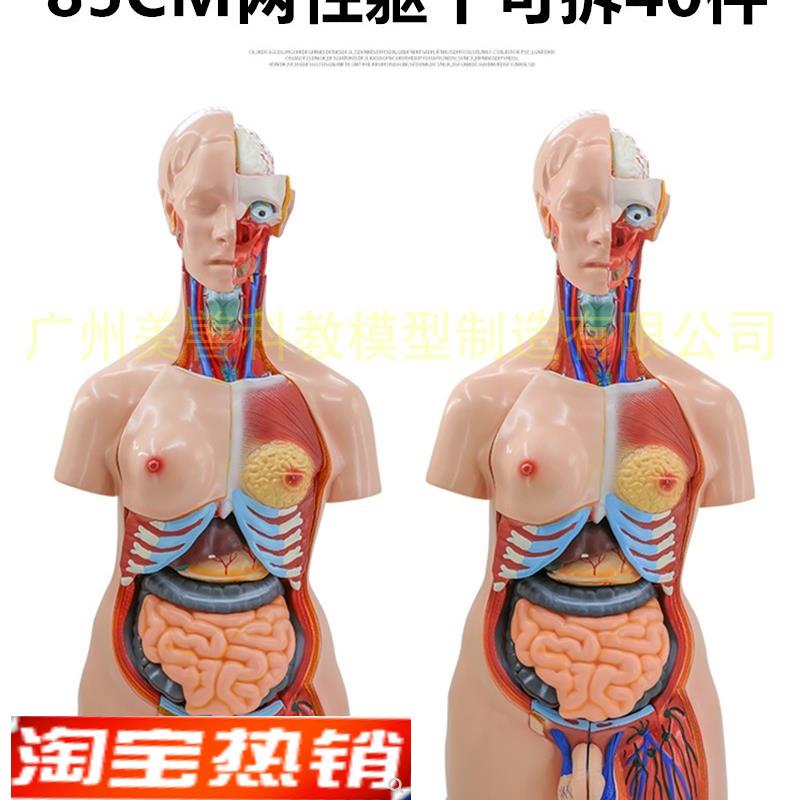 85cm两性躯干模型器官互换可拆G40件人体解剖模型医学教具