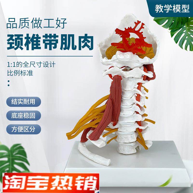 高级颈椎带e肌肉椎动脉后枕骨椎间盘与神经展示1:1颈椎附肌肉模型