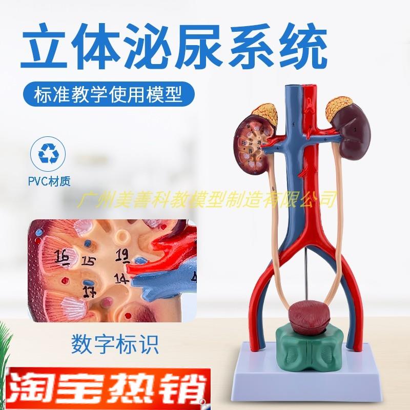 人体泌尿系统模型输尿管膀胱尿道动静脉J肾解剖医学生殖系统立体