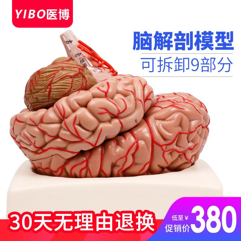 人体大脑模型医用脑结构模型脑动脉脑血管模型人体大脑解刨模型