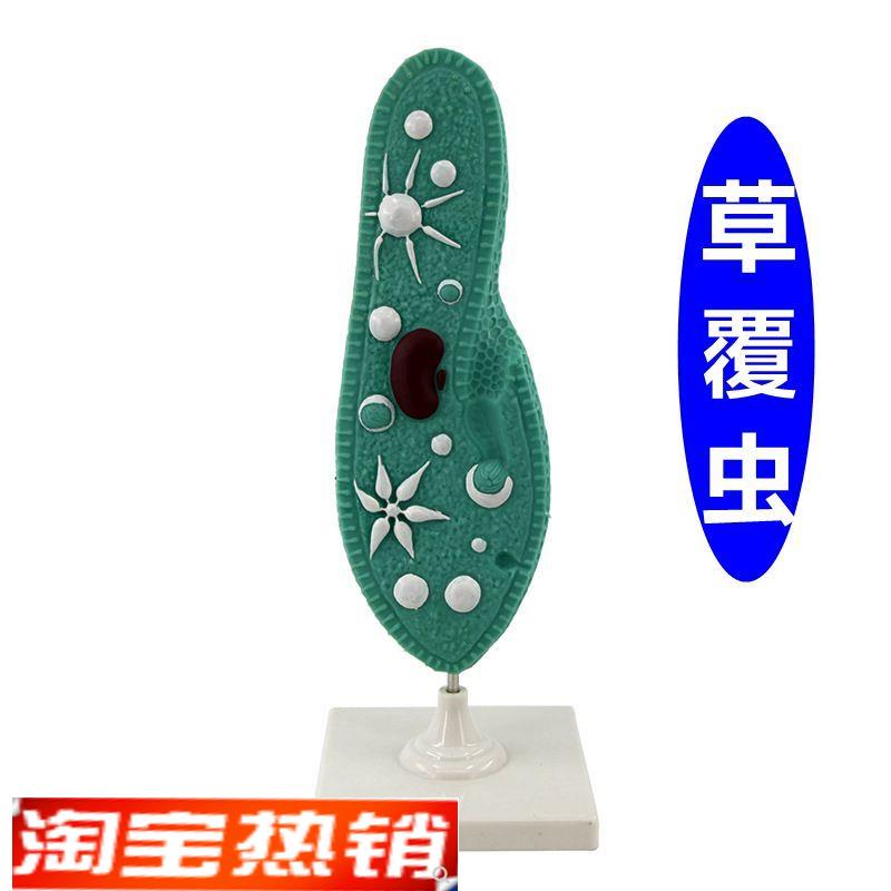 草覆虫模型原生动物门纤q毛中学生物老师推荐教学用始祖鸟模型化