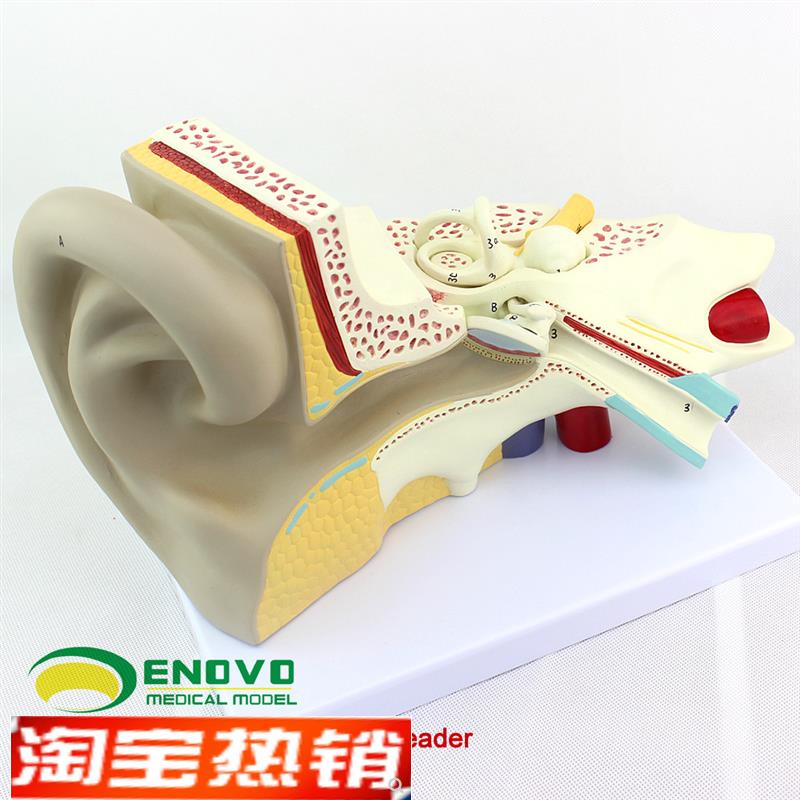 颐诺正品医用人体耳模型内耳迷路模型耳鼻喉科S听觉系统器官模型