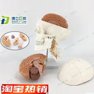 人体头颅骨大脑模型头骨模型1:1颅脑神经N外科解剖头骨模型医教