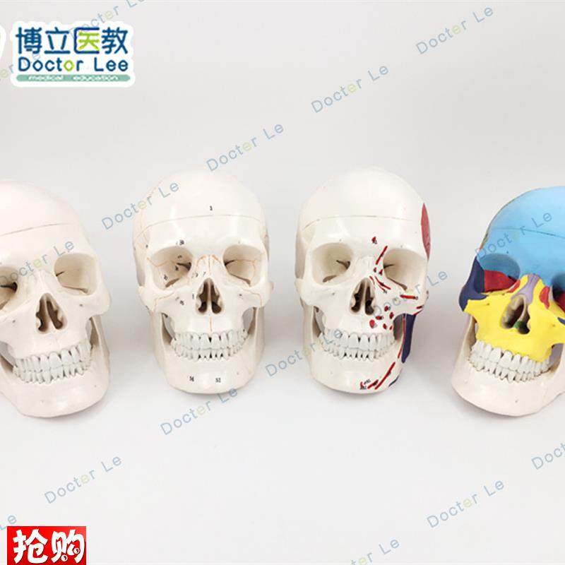 医用人体头骨模型头颅骨模型骷髅头模型可拆T卸口腔模型美术