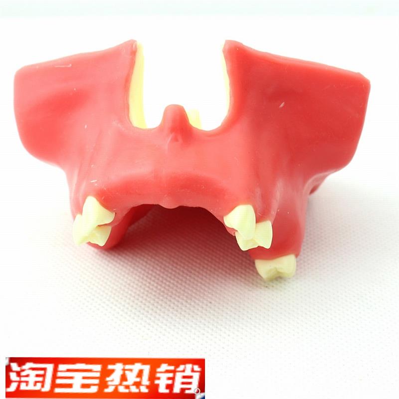ENOVcO颐诺牙医口腔即刻种植培训上颌骨上颌窦底提升术操作模型口