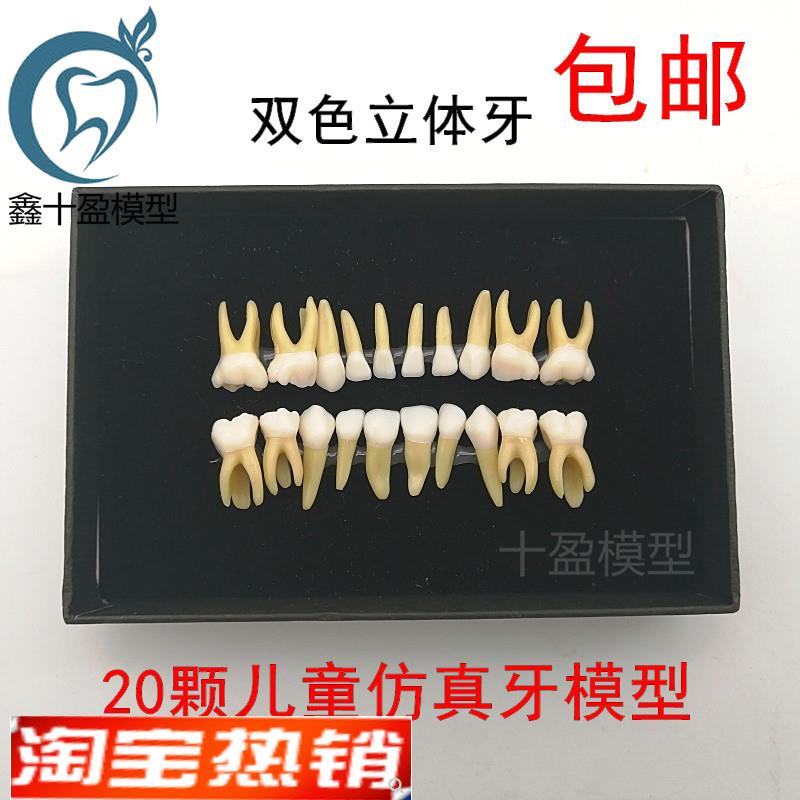 20颗双色乳牙有牙根开髓离体牙模型儿童全口标P准牙齿模型M7020