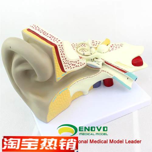 ENOVO颐诺医学人体耳朵模型内耳迷路耳鼻喉科听觉系.统器官模型