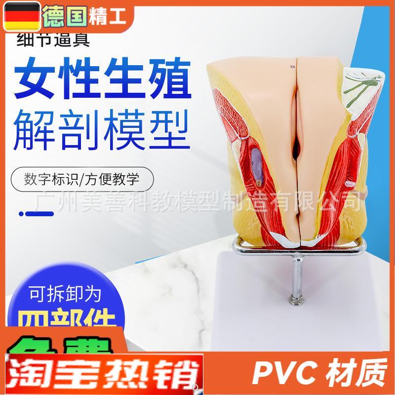 女性生殖解剖内外生殖层次解剖模型阴道子P宫解剖模型器官解剖