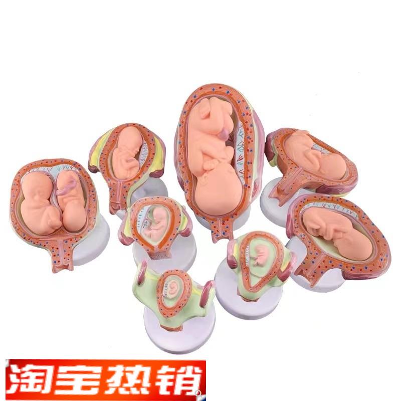 胎儿(胚胎e)妊娠发育过程模型子宫脐带胎盘卵巢解剖教学模具8部件