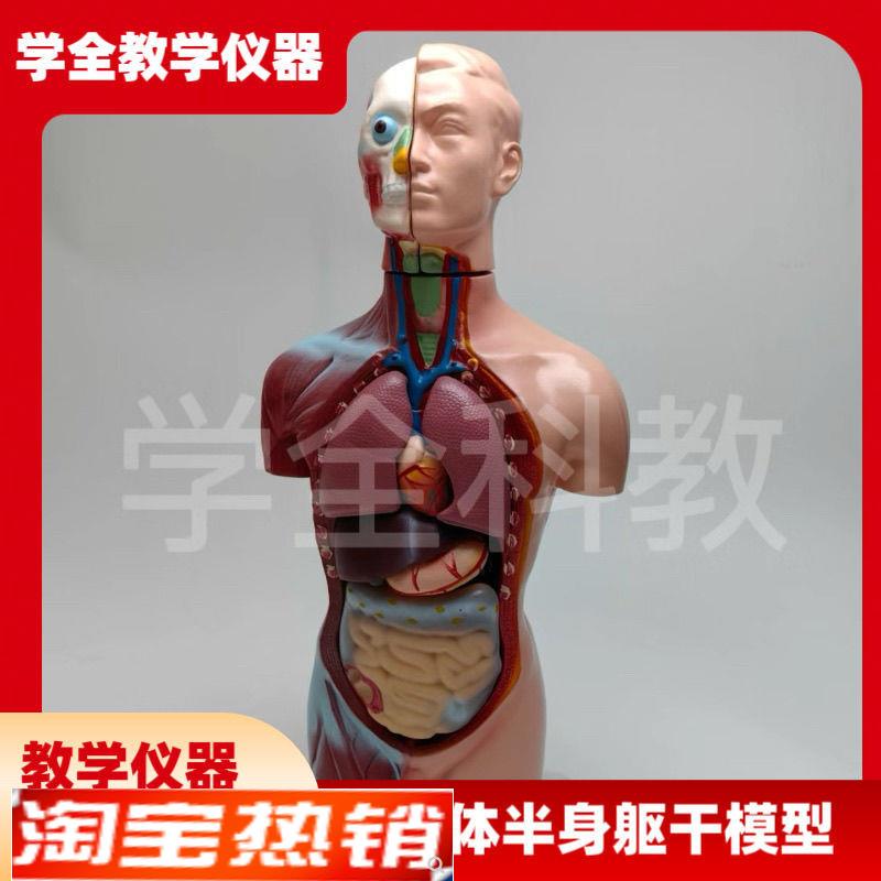 人体半身躯干模i型65cm器官内脏教学心脏解剖可拆卸结构医学玩具