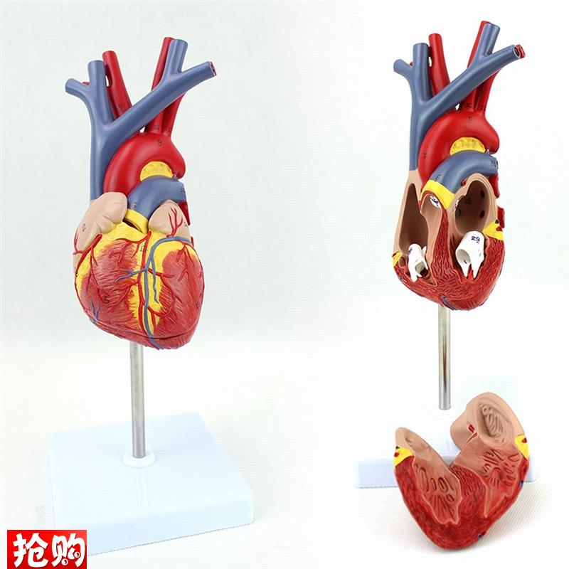 ENOVO颐诺人体心脏模型医学心血管内科心脏介Q入解剖教学冠状动脉