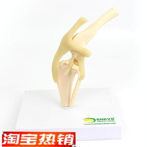 颐诺ENOVO狗犬m膝关节模型犬关节韧带骨头动物骨骼标本骨质疏松宠