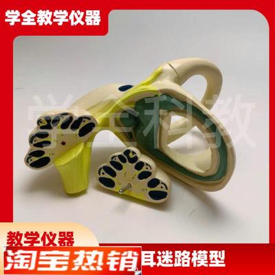内耳迷路模型内耳解剖半规管前庭耳蜗神经椭圆囊人体耳.朵结构听