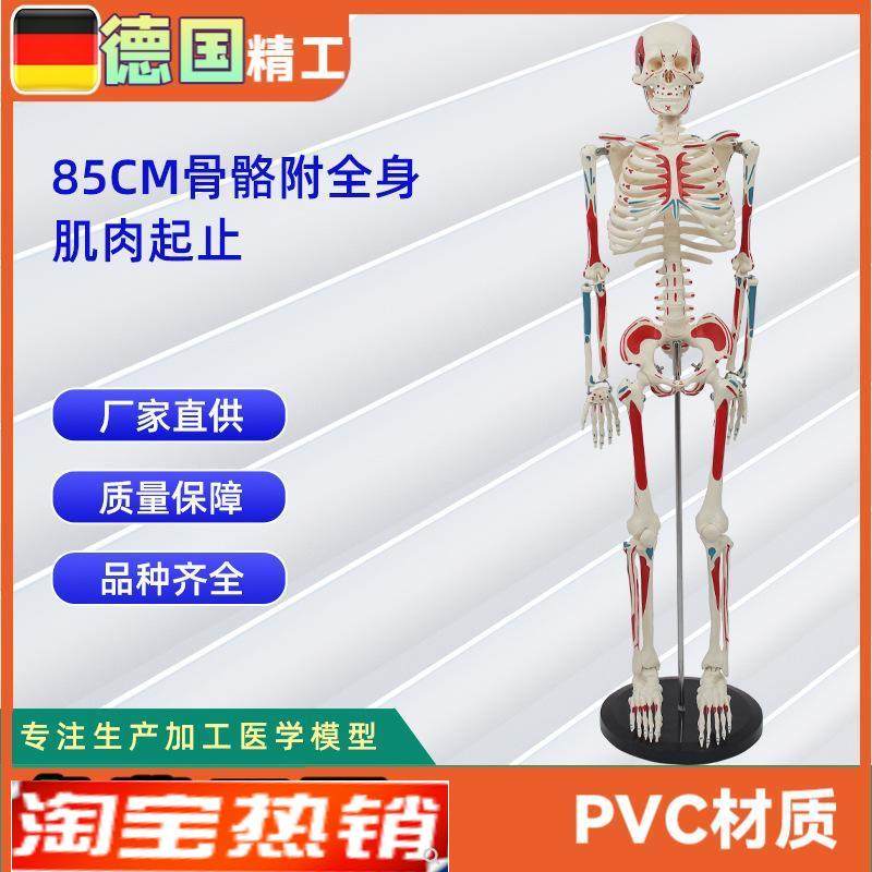 85CM附全身肌肉起止骨C骼模型人体骨骼模型教学模型