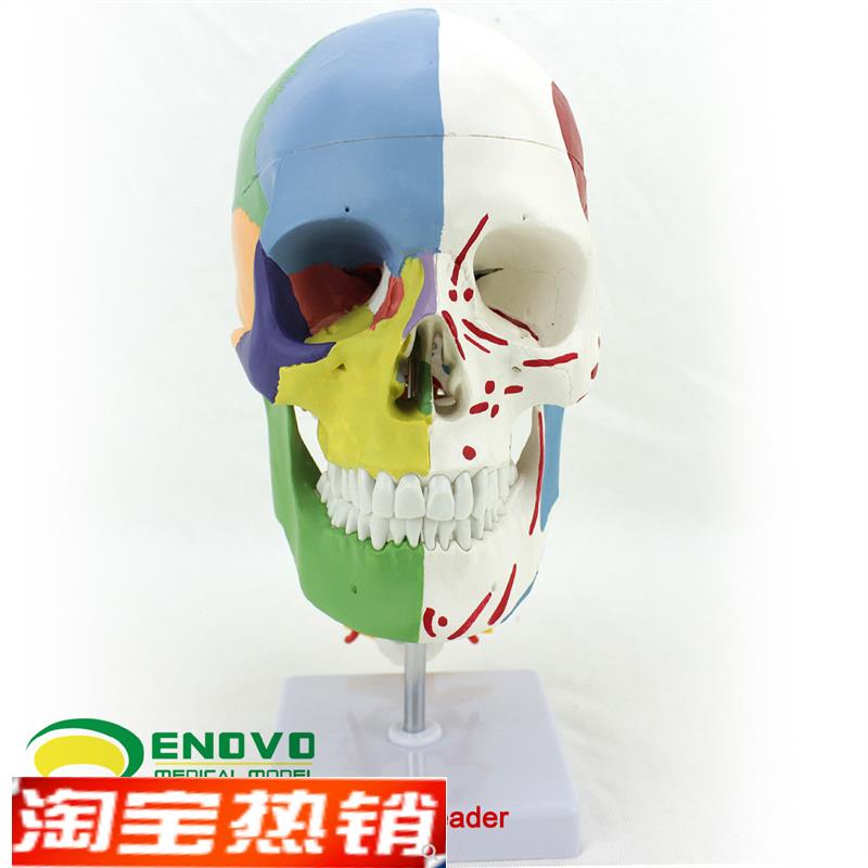 ENOVO颐e诺医学用人体头骨颅骨模型头骨分区肌肉模型神经骨科教学