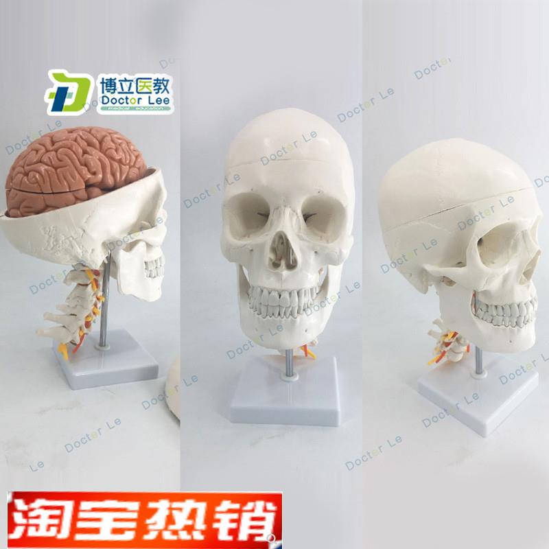 人体头骨模型自然大头骨带颈椎B附脑模型头颅脑动脉模型有支架
