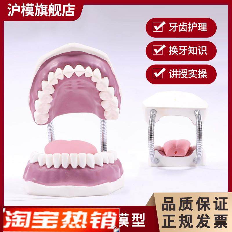 沪模牙护理保健模型口腔清洁刷牙演示人体牙齿教具模型口P腔护理