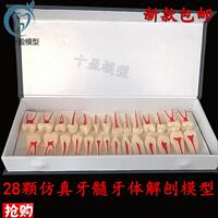 牙科口腔模型2倍牙體牙髓解剖展A示模型全口28顆兩倍牙髓解剖展示