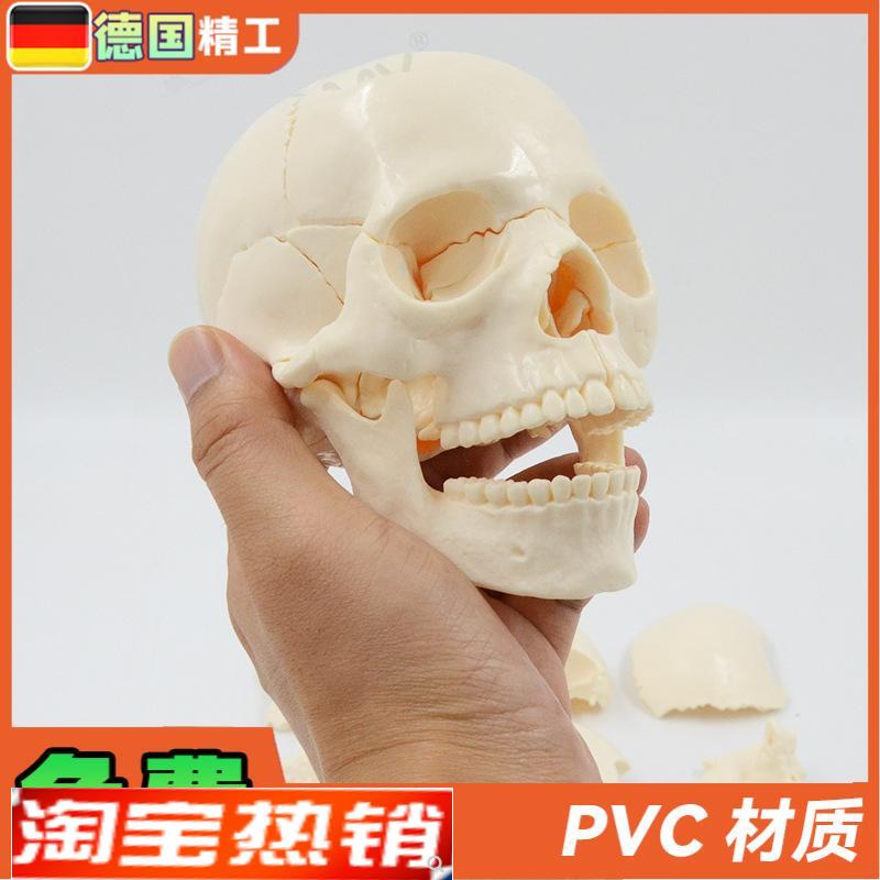 德国】小型可拆白色头骨t模型15部件中英文说明书人体头颅骨拼