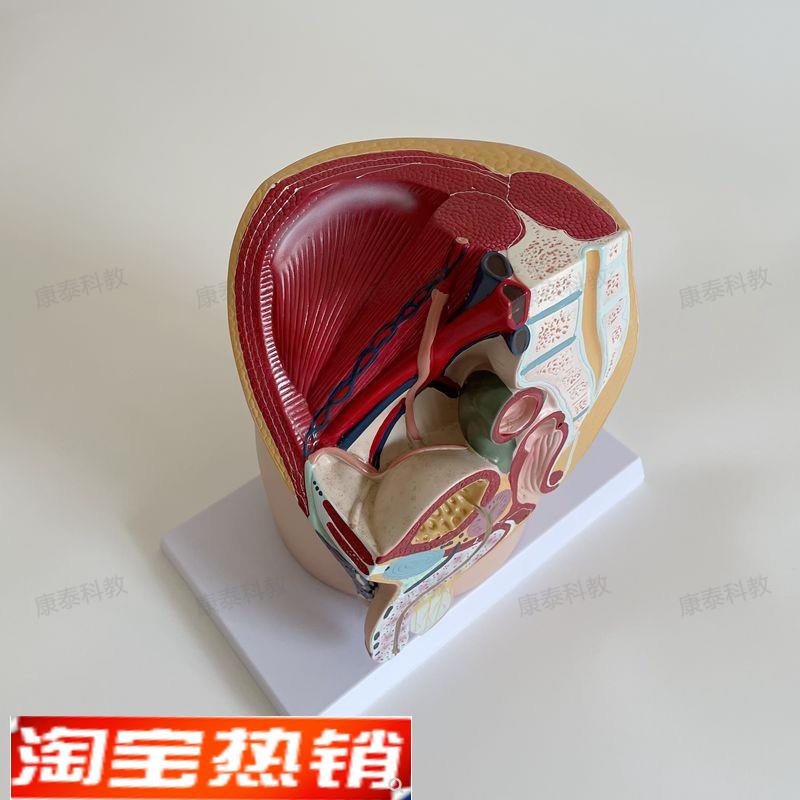 康泰模型男盆腔膀胱前列腺睾丸腹腔内脏盆L腔盆底肌男科医患示教