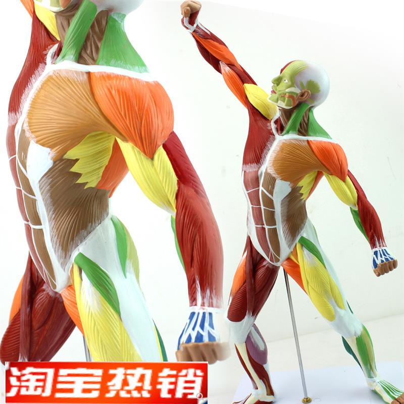 ENOVO颐诺医学美术人体全身z肌肉模型运动肌肉解剖系统健身教学人