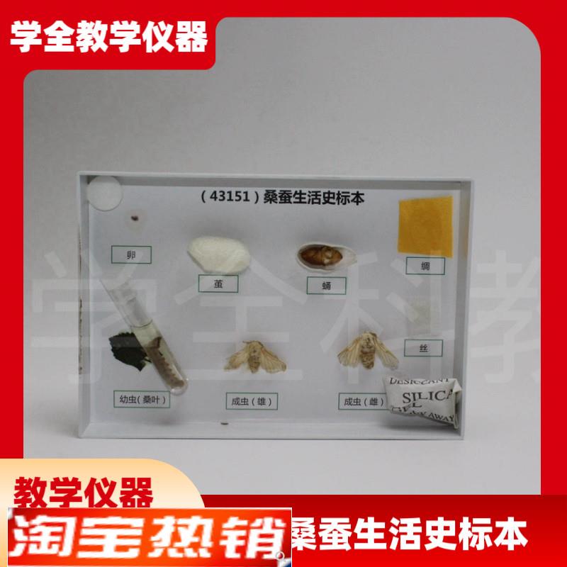 厂家直销蚕宝宝的一生标本桑蚕生命周期蚕蛹蚕蛾蚕茧试.管标本蚕