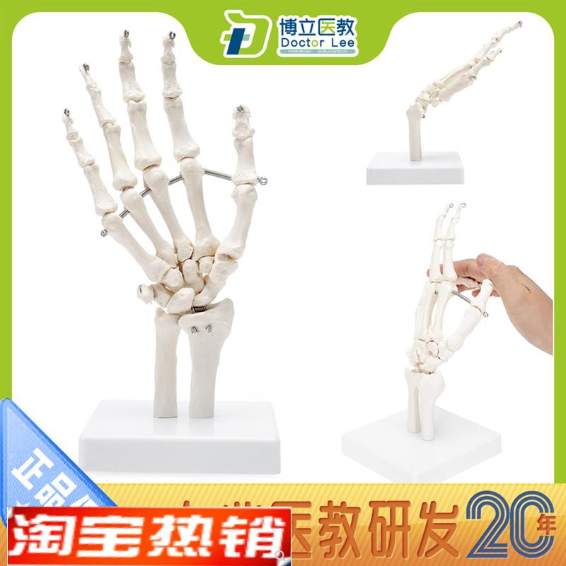 美术医用绘画e参考人体手关节模型手骨模型手指骨手掌骨可活动艺