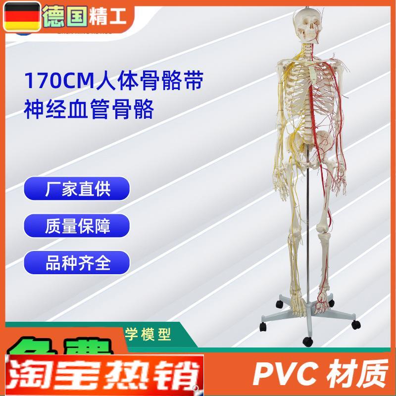 170CM带神经血p管骨骼人体骨骼模型医学展示实验教具