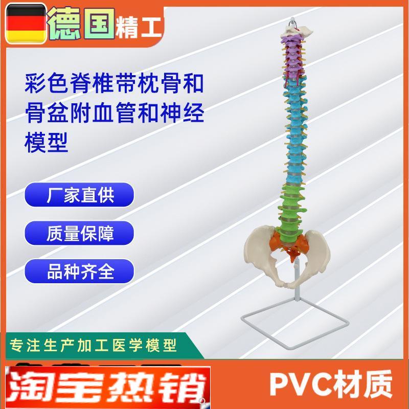 彩色脊椎带枕g骨和骨盆附血管和神经模型正骨骨科教学模型