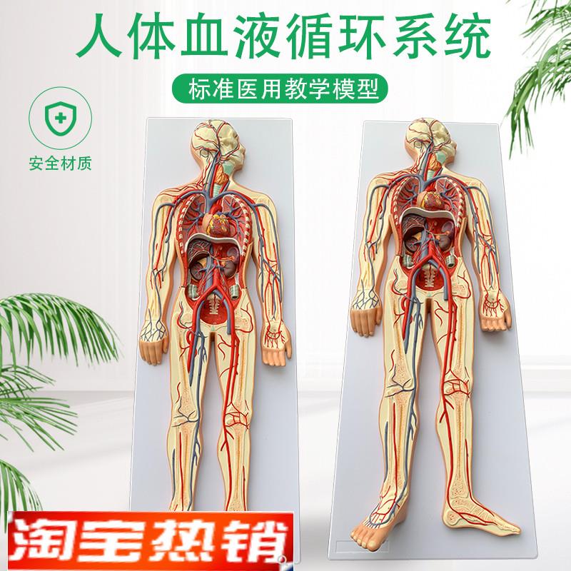 人体血液循环系统模型全身内w脏器官解剖教学教具心脏血管演示模
