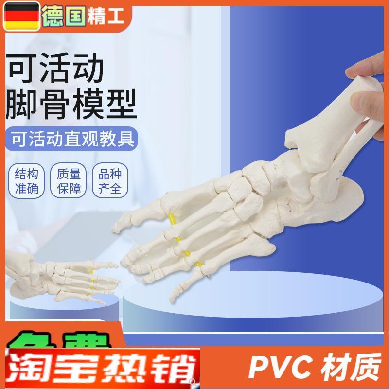德国】可弯曲分离脚m骨模型踝关节运动康复演示教具1比1仿真骨骼