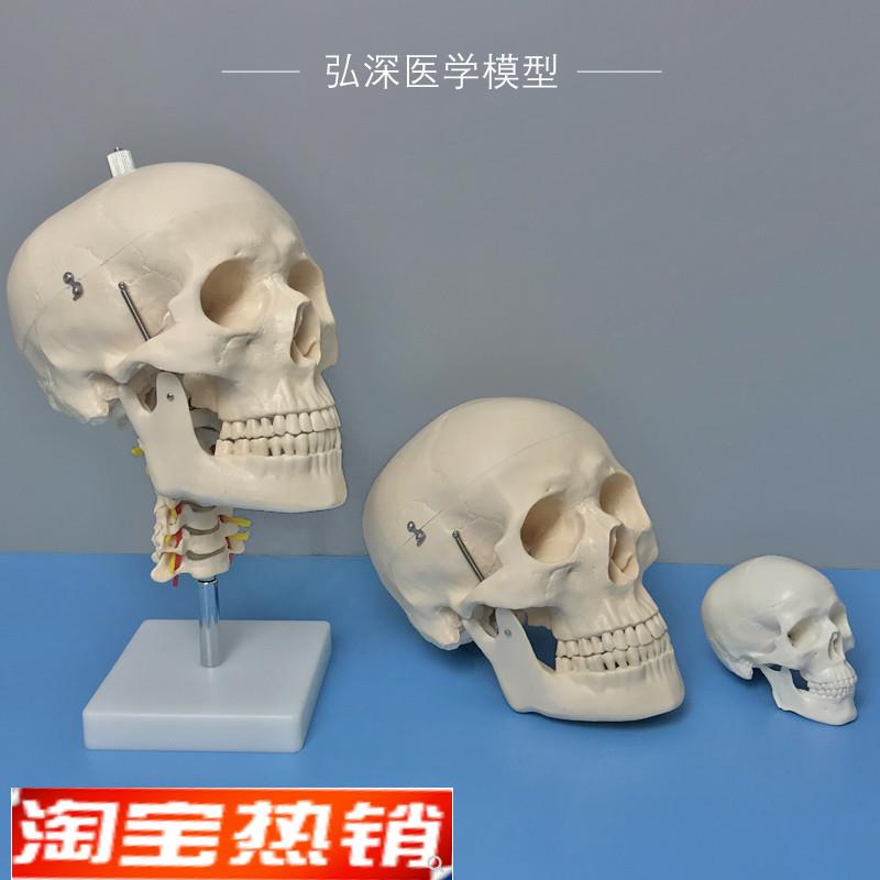 人体头颅骨模型头部骨p骼带颈椎动脉脑解剖彩色骷髅头可拆活动教