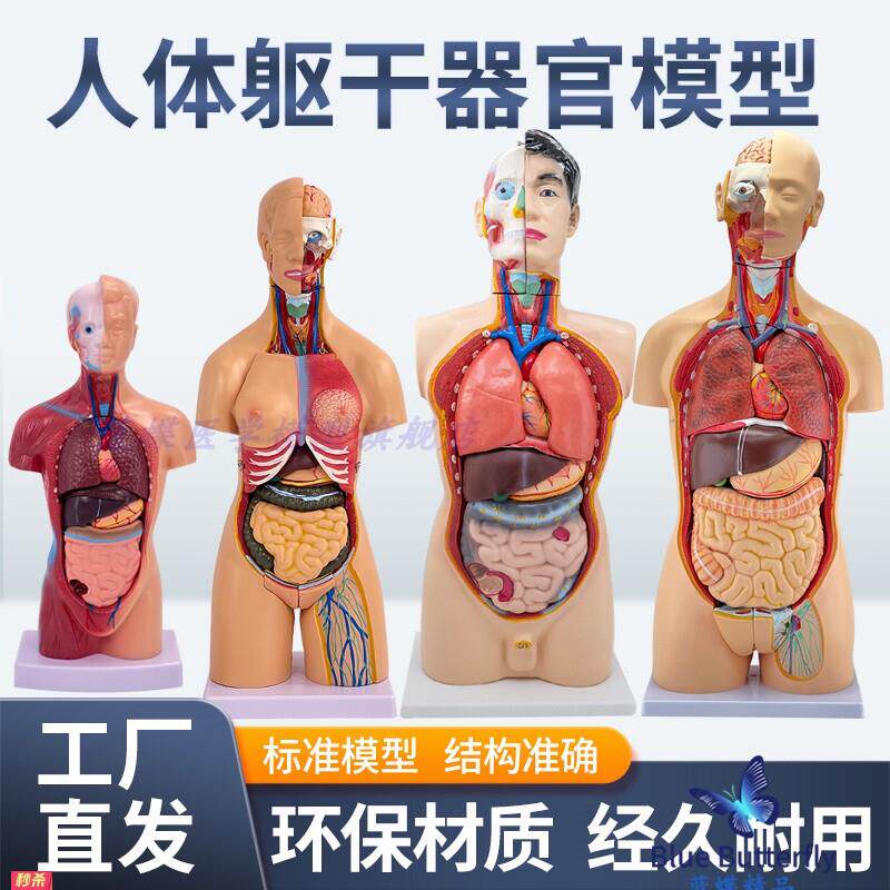 人体器官结构解剖模型全身内脏大脑心脏躯干模特教学医学儿童拼图