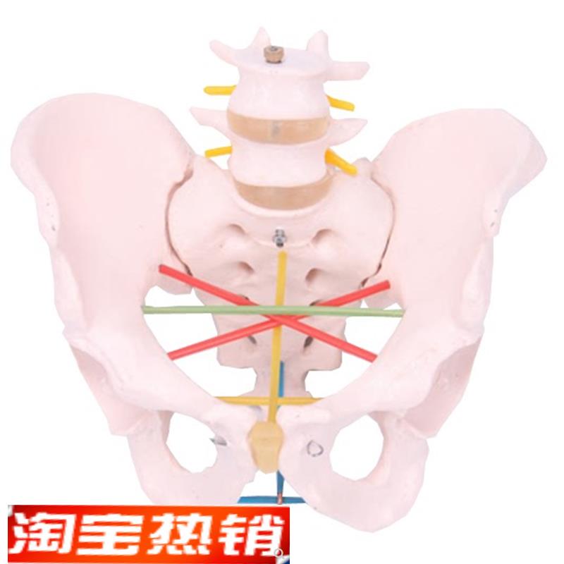 骨盆测量示教j模型女性骨盆测量模型骨盆教学模型