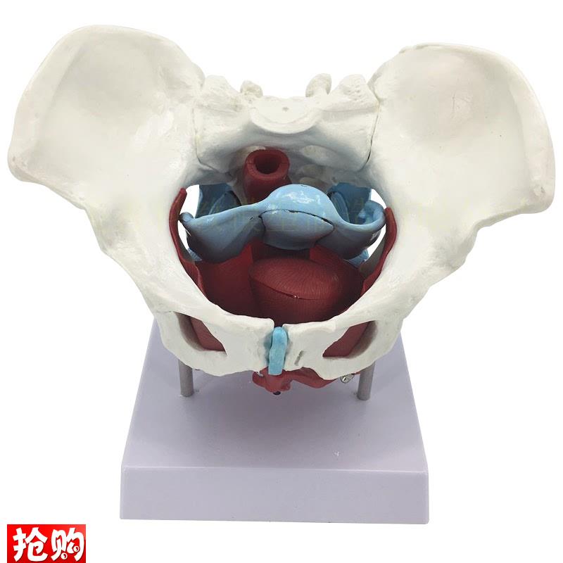 女性骨盆生殖器模型女性盆y腔结构女性骨盆及盆底肌肉模型