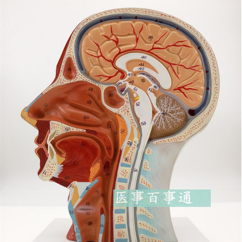 医用头面部解剖模型脑血管神经模型 美容微整形U模型头浅表模型