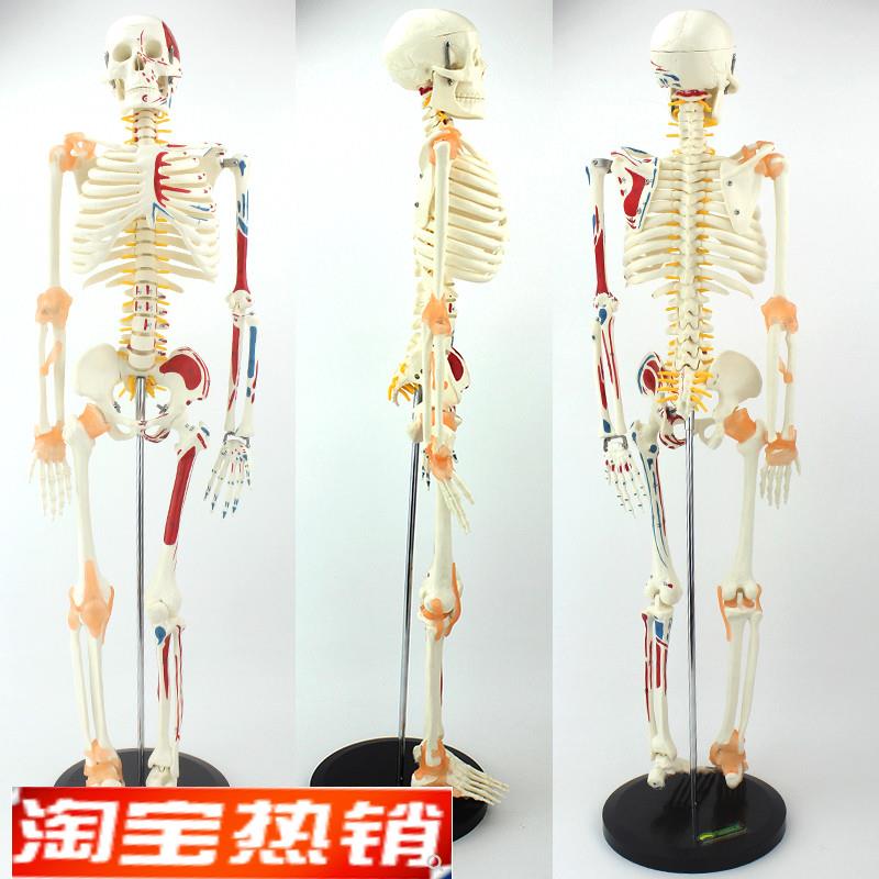 ENOVO颐诺85CM可弯曲人体骨骼肌肉模型人体骨骼U教学瑜伽学习模
