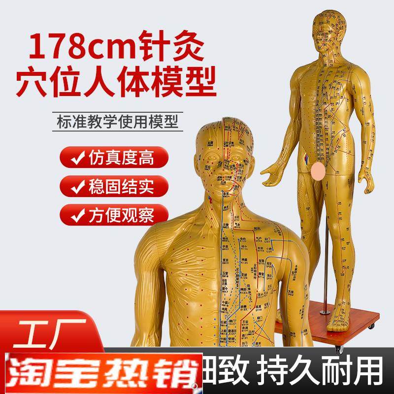 人体穴位模型170178CM半肌肉解剖中J医针灸全身铜人成人11经络
