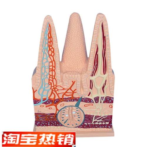 人体肠绒毛模型毛细淋q巴血管静脉解剖切面中学生物教仪医用医学