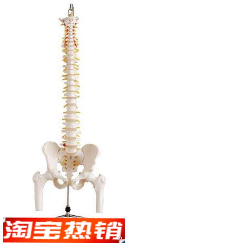 自然大脊椎附骨盆n模型半腿骨教学模型脊椎附骨盆模型