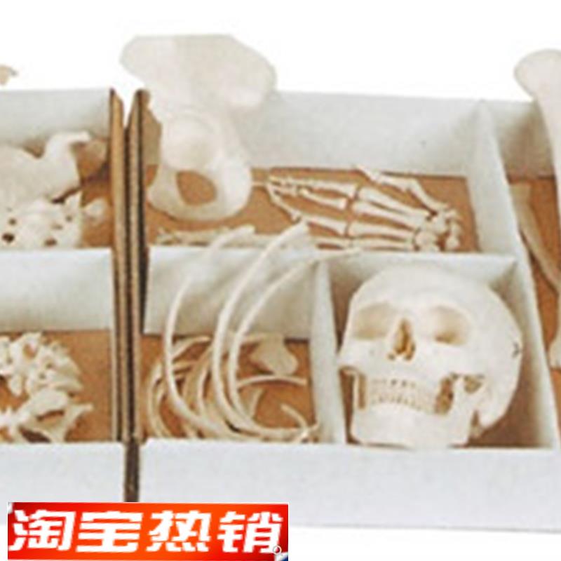 ENOVO颐诺人体骨骼散骨模型骨架标本模型美术医学X艺用疼痛骨科