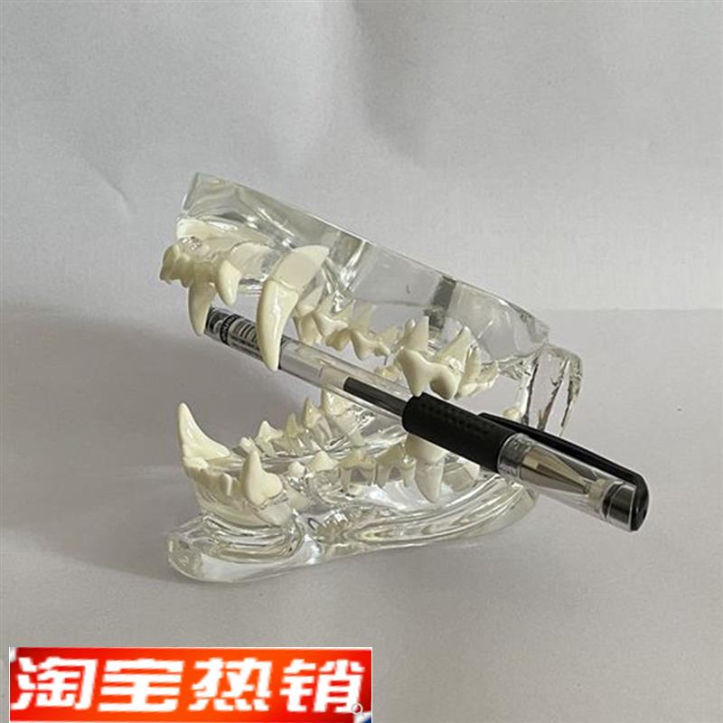 犬口腔模型透明水晶宠物医院兽医教学模具狗N牙齿上颚下颌骨动物