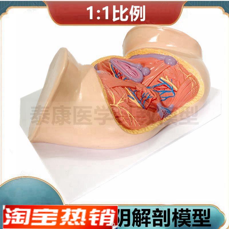 女会阴模型1比1盆腔盆q底肌女骨盆功能演示产后康复家政月子培训