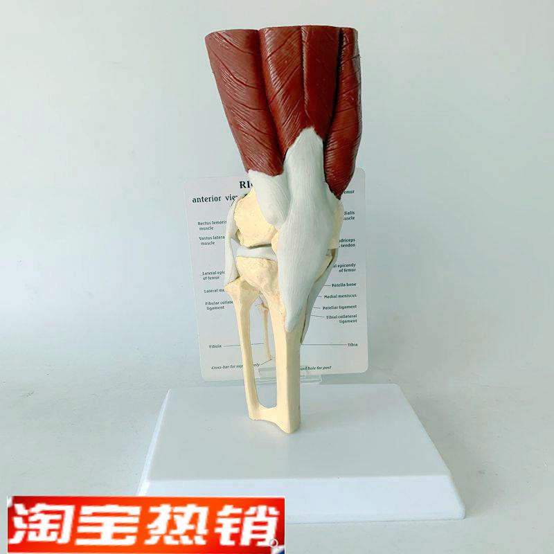 康泰医学模型膝盖关节韧带半月板医用教I学仪器解剖标本深浅肌肉