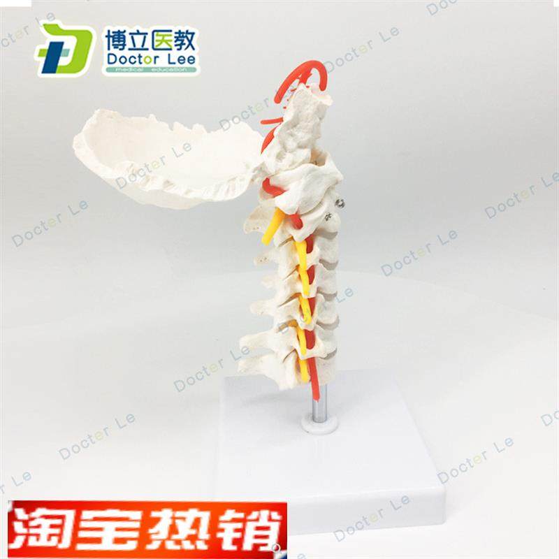 人体颈椎颈动脉模型颈椎模型E人体骨骼标本模型骨科模型,玩具/童车/益智/积木/模型,其他模型玩具,淘宝优惠券,粉丝福利购,淘宝优惠卷